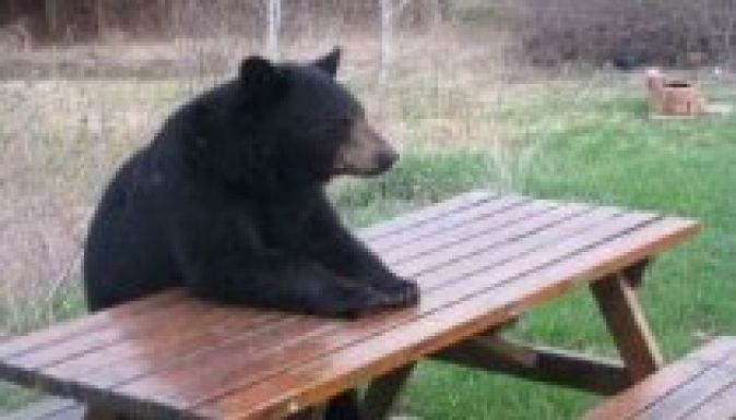 Medvegondok: trófeabiznisz lakossági érdek álcája alatt?