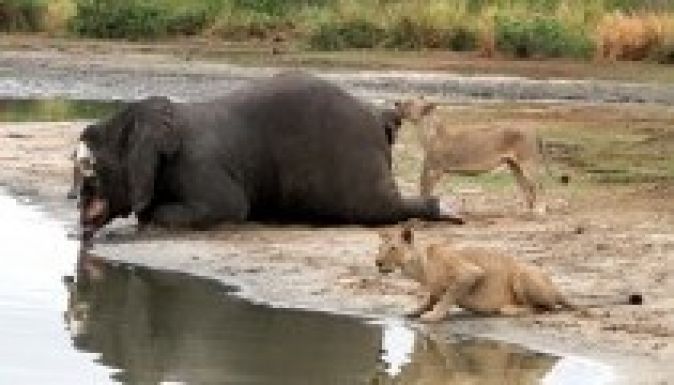 Mérgezett nyilakkal ölik az elefántokat Kenyában