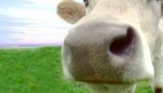 Kínába exportálna pirostarka szarvasmarhákat Hargita megye