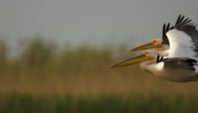 Hétfőn tárgyal a zöld szervezetekkel a minisztérium