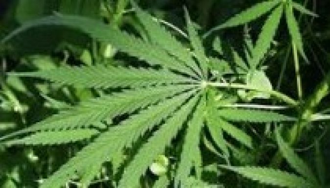 Engedélyeznék az orvosi marihuánát, de még senki nem kérte
