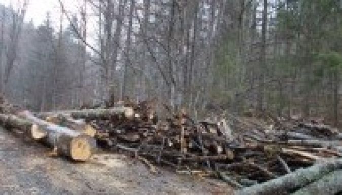 Lucia Varga: az új erdészeti törvénykönyv leállítja az erdőlopást