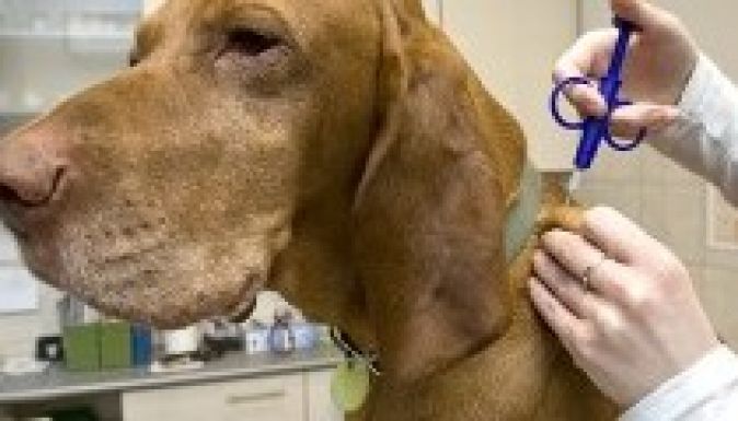 Március kötelező csippel ellátni a háziebeket