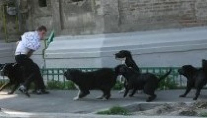 Kormányhatározat: 14 munkanapig élhetnek a gazdátlan kutyák