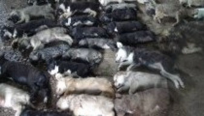 Kivégezték az eutanázia-törvény első 57 áldozatát