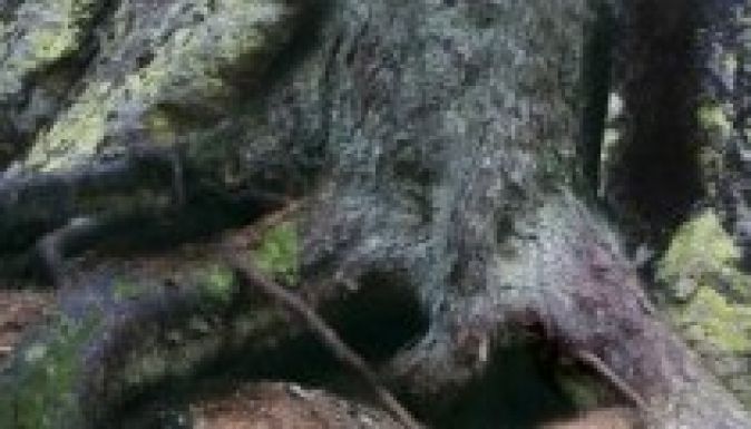 Kolozsváron és Borszéken is bemutatják a Márton Áronról készült zeneművet