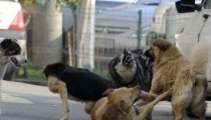 A Négy Mancs jogi úton készül megállítani a kutyák lemészárlását