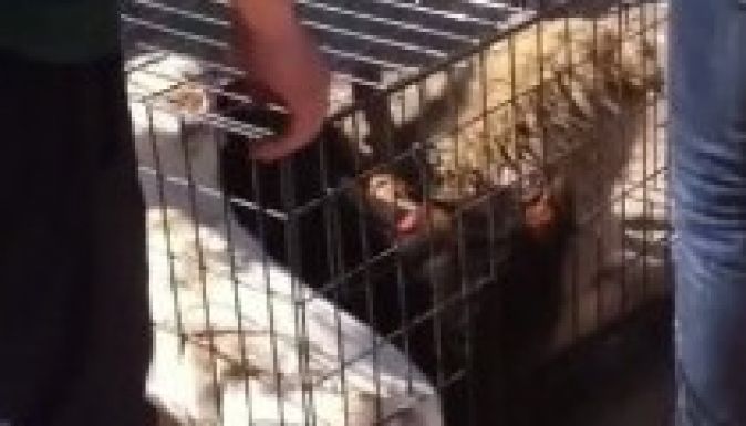 Hatósági mészárlás volt a Négy Mancs bukaresti kutyaklinikáján