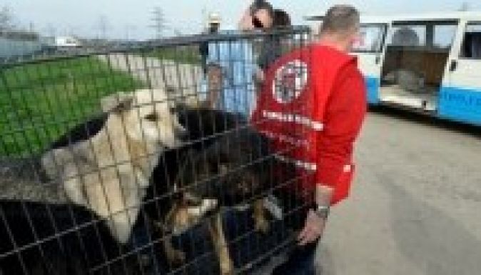 Visszaadták a hatóságok a Négy Mancs kutyáinak egy részét