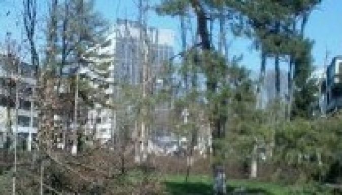 Borzolják a kedélyeket a fakivágások Vásárhelyen