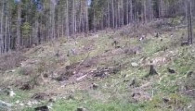 Az erdőirtást teszi lehetővé az erdészeti törvény módosítása