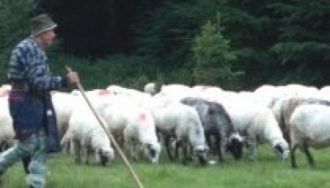 Több száz juh teteme hever a Kis-Retyezátban