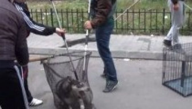 Négy Mancs: illegálisan irtják a hatóságok a kóbor kutyákat