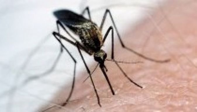 Újra felbukkant a nyugat-nílusi láz Szerbiában