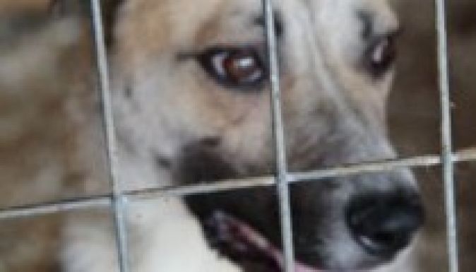 Nem mindenhol bánnak kutyául a gazdátlan ebekkel