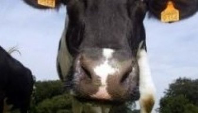 Kéknyelv betegség terjed a dél-moldvai szarvasmarhák közt