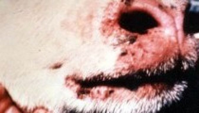 Figyelmeztetik a székely gazdákat is a terjedő kéknyelv betegségre