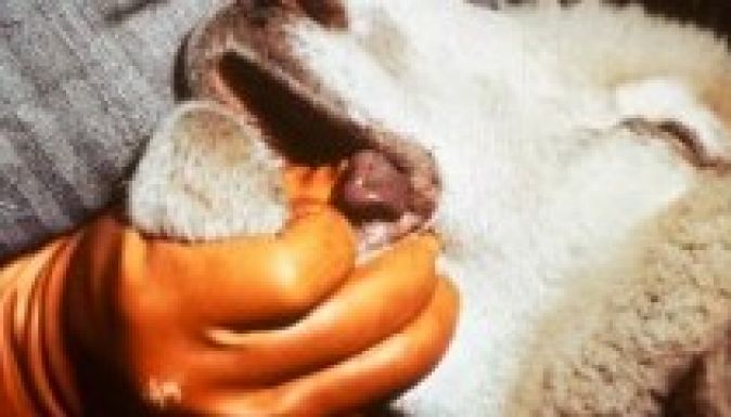 Kéknyelv betegség: több ezer szarvasmarhát és juhot kell leölni