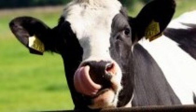 Már 12 romániai megye állatai érintettek a kéknyelvűségben