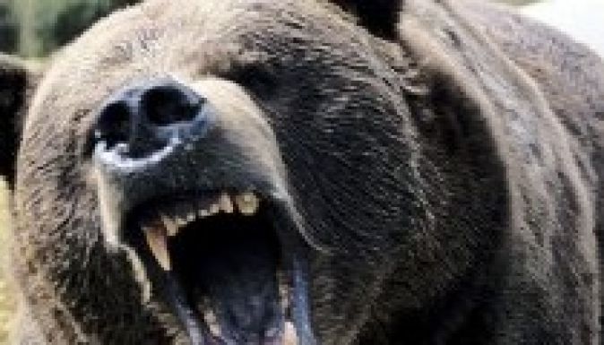 Újabb medvetámadás történt a háromszéki Bardóc területén