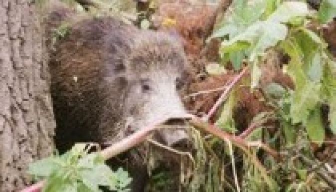 Elkezdték a vadkárok kifizetését