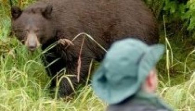 Emberre támadt a medve Háromszéken és Csíkban is