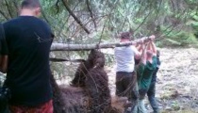 Hajtóvadászat indul a Kovásznán garázdálkodó medvék ellen