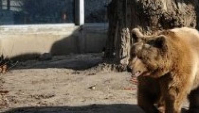 Medvét ejtett csapdába az udvarán egy zabolai gazda