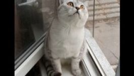 A net új kedvence a koncentráló cica (VIDEÓ)