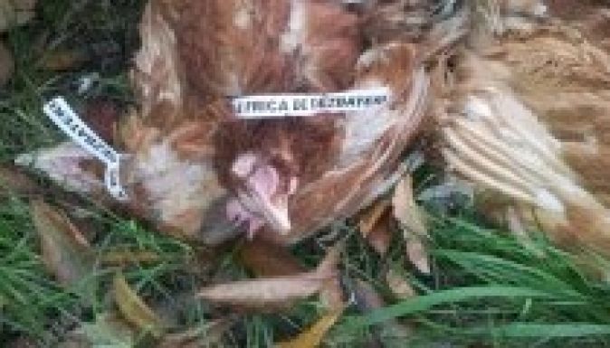 Már döglött tyúkokat is bevetnek a kampányban