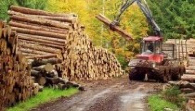 Nyolcvanmillió eurós kárt okoztak az illegális fakivágások