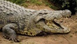 Száztizennégy éves a világ legidősebb gyerekevő krokodilja