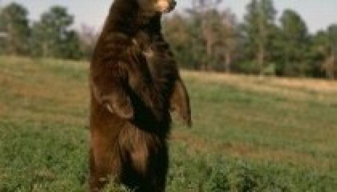 Medve támadt erdőjárókra Háromszéken