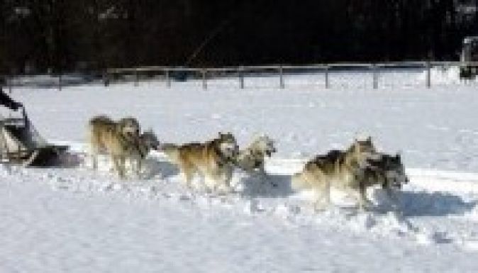 Az idei szezon utolsó kutyafogathajtó versenyét tartják Kalibáskőn