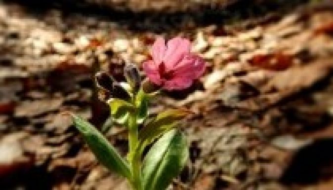 Közvitán a kolozsvári Bükk és a Malomvölgy