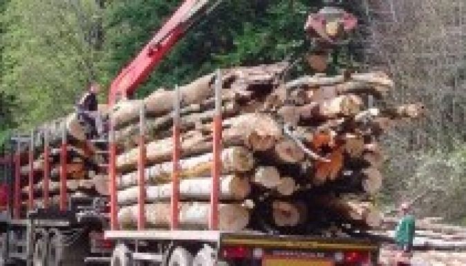 Új erdészeti törvényt fogadott el a képviselőház