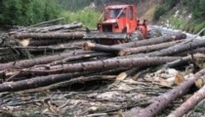 Mit hoz újat a törvény az erdők védelmében?