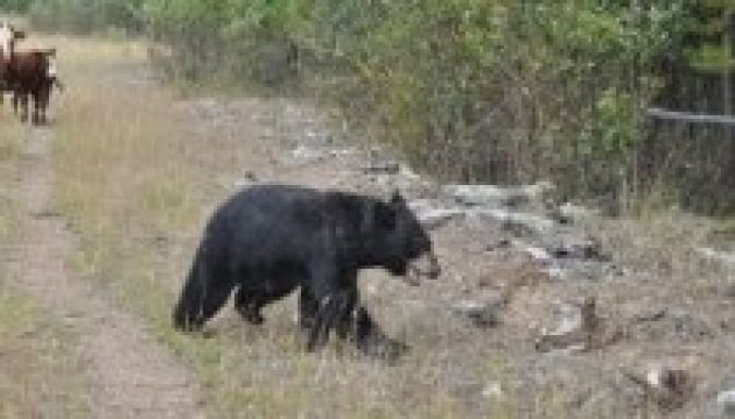 Újabb medvetámadás volt Háromszéken