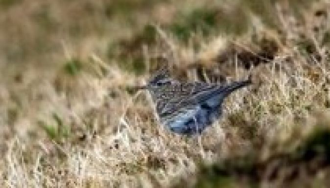 Madármészárlásoktól tart a Milvus egyesület