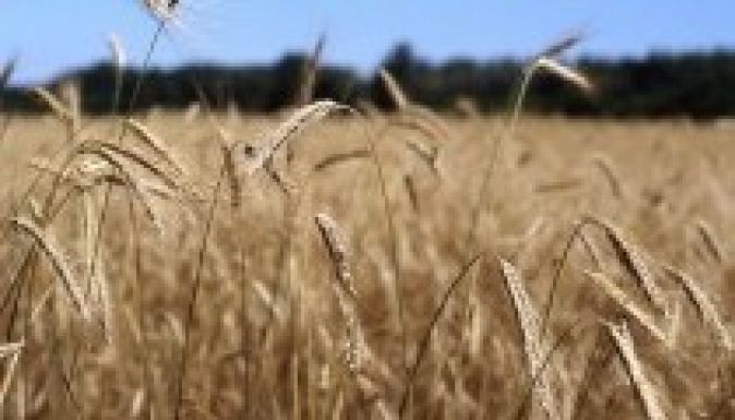 Szegényes lesz az idei búzatermés az EU-ban