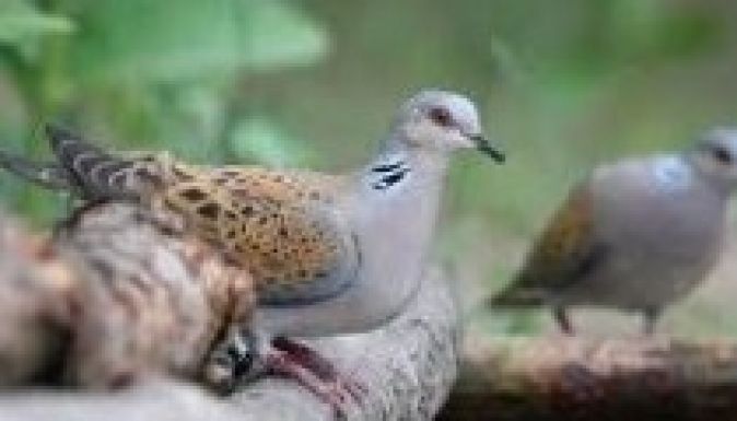 Veszélyben vannak Európa madarai