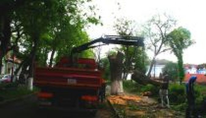 Tüntetnek Marosvásárhelyen a Vársétány kivágott fái miatt