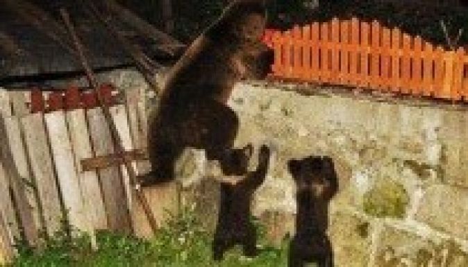 Medvék „ostromolják” éjszakánként Tusnádfürdőt