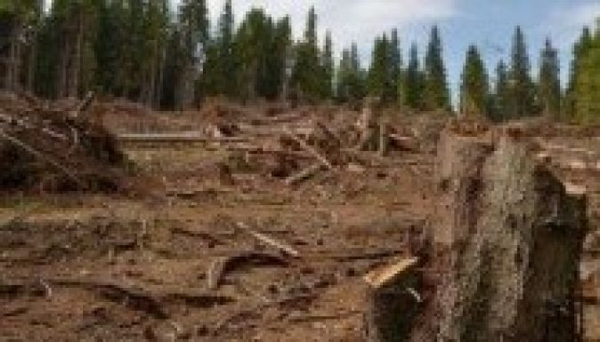 CSAT: nemzetbiztonsági kérdés az illegális fakivágás