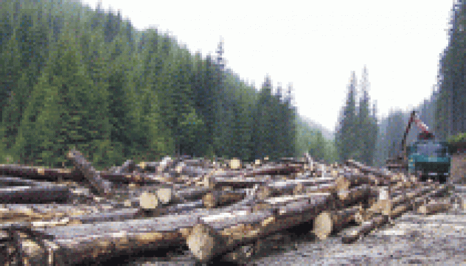 Az eddigi 460 helyett 620 felügyelő őrzi az erdőket