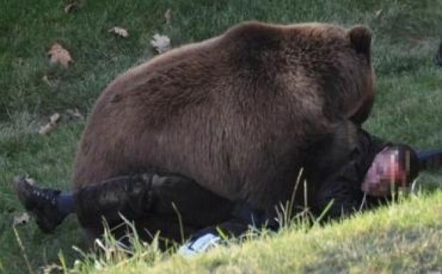 Medve támadt egy gyermekre Székelyföldön