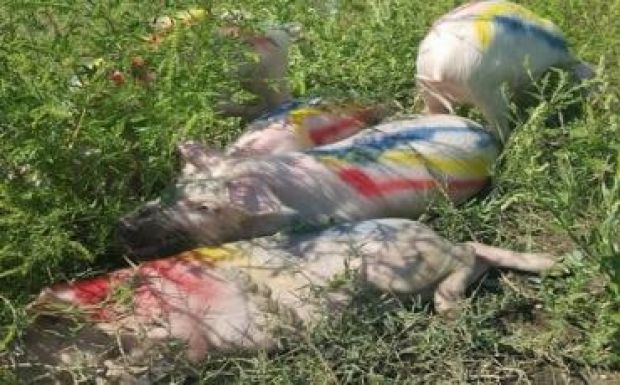 Nemzetiszínű disznókkal „fertőzték meg” a bukaresti mecset helyét