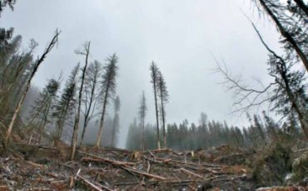 Környezetvédelmi miniszter: helytálló a zöldek jelentése a Schweighoferről