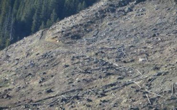 Kész beperelni Romániát az Európai Bizottság a falopások miatt