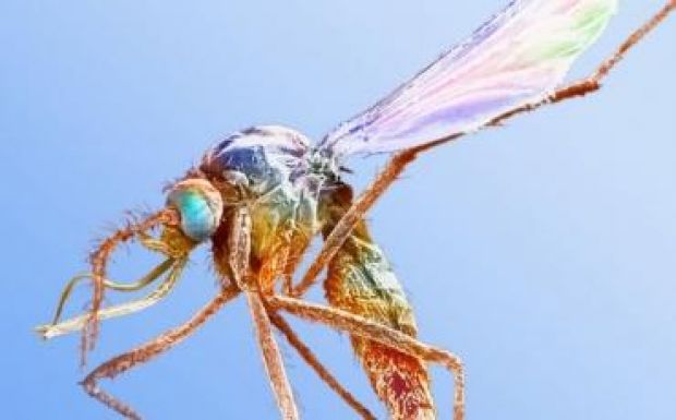 Kisfejűséggel született idén 1761 brazil csecsemő